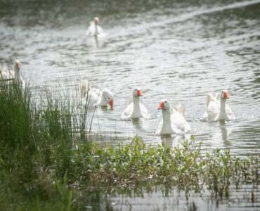 indigenous flora and fauna