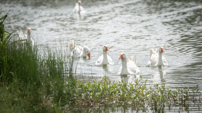 indigenous flora and fauna