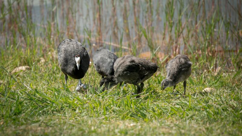 indigenous flora and fauna