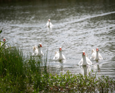 natural beauty of the Boland