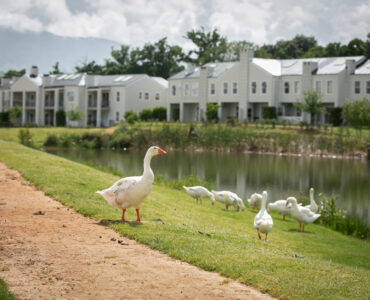 Lifestyle in the Winelands